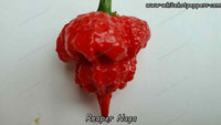 Reaper Naga - Pepper Seeds - White Hot Peppers